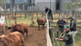 Denunció el robo de 150 animales pero terminó detenida por abigeato